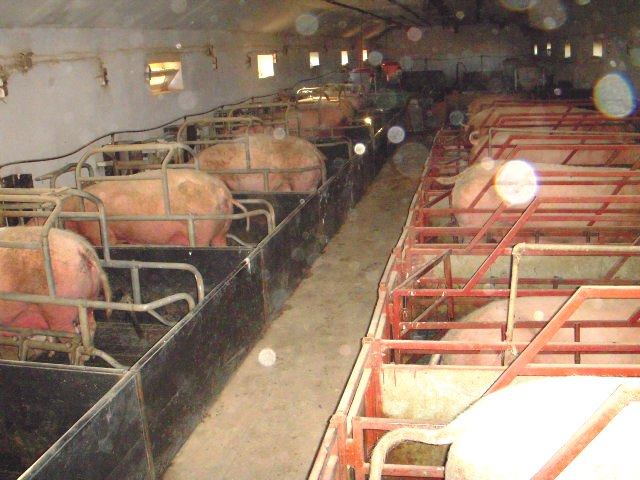 farma za svinje